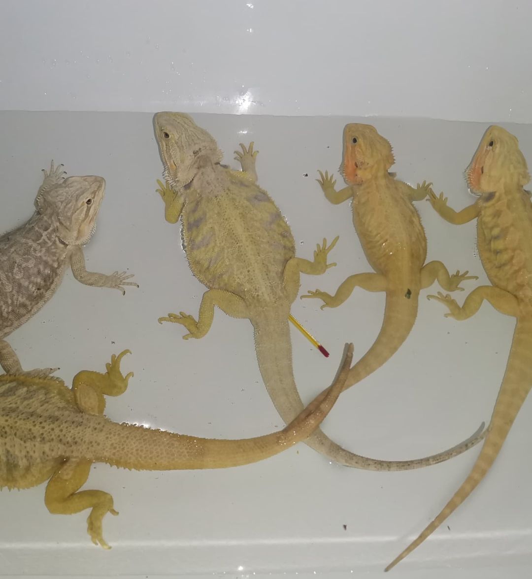 aisxor в LOOKY — фото 2
