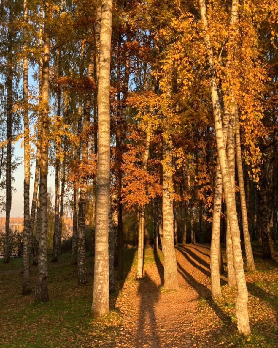 evgenia.rosl in LOOKY. #forest,#autumn,#naturephotography,#nature,#instanature,#лес,#осень,#тень,#природа,#russia,#instagood,#instagram,#insta. #forest #autumn #nat...