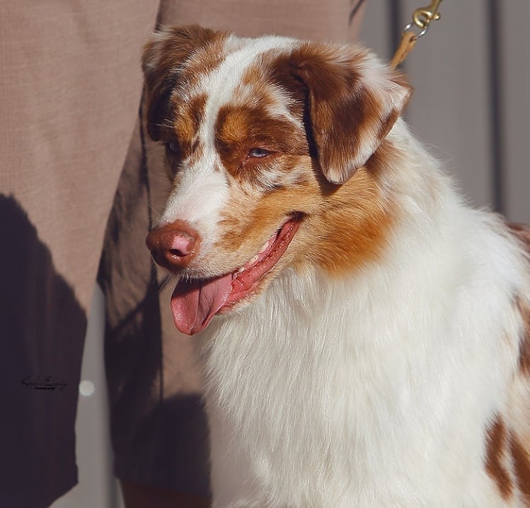 iz_doma_korolevoi_kennel в LOOKY — фото 2
