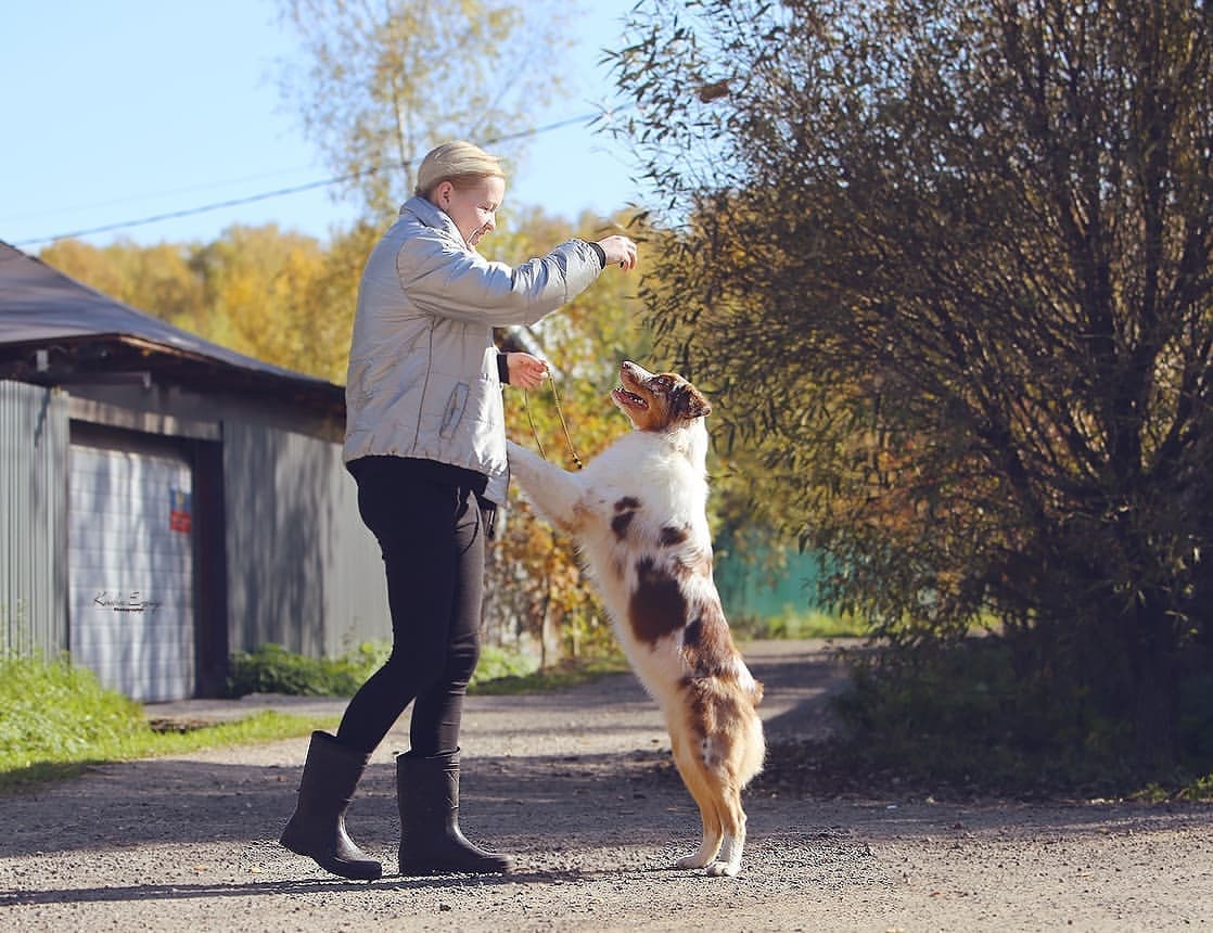 iz_doma_korolevoi_kennel в LOOKY — фото 2