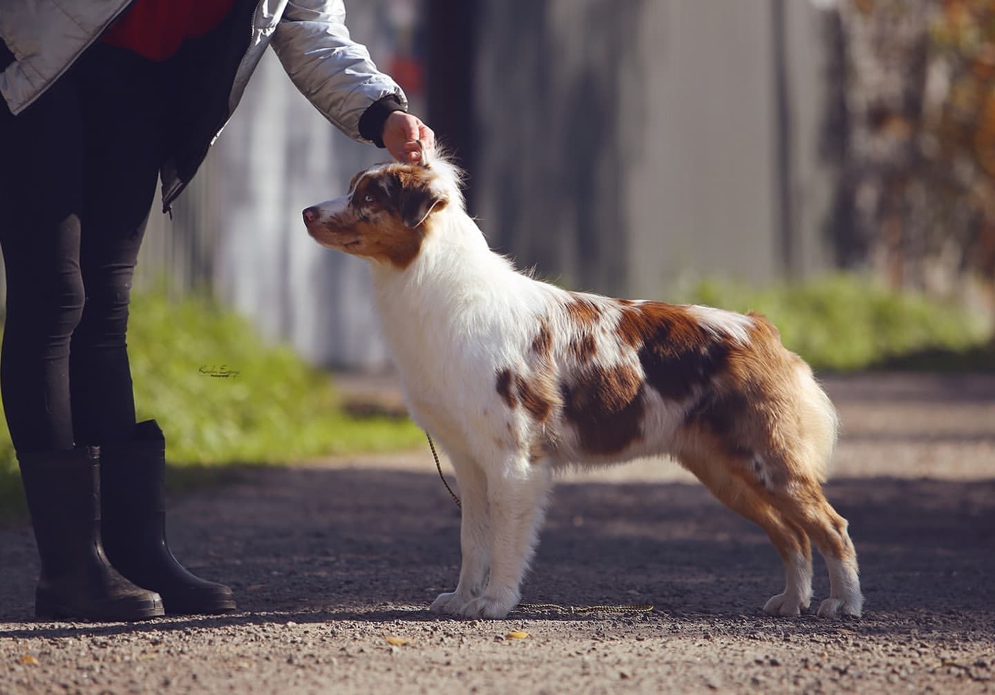 iz_doma_korolevoi_kennel в LOOKY — фото 2