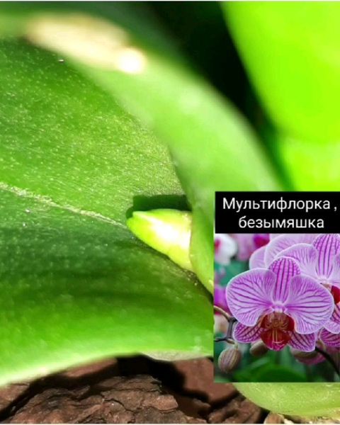 natali_talochka в LOOKY. #орхидея. 💜💙💚💛🧡
Ох уж эти...