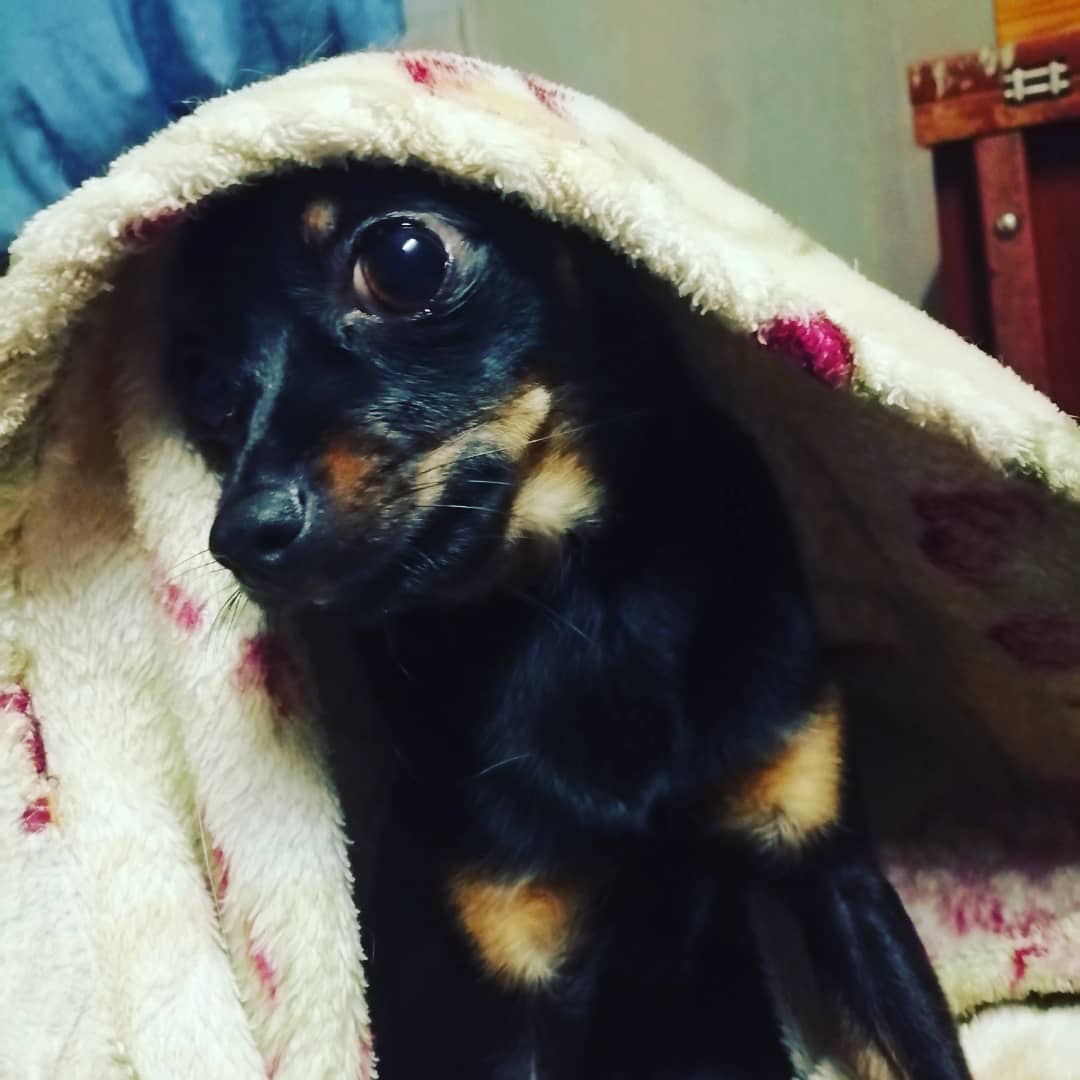 anna0809k в LOOKY. #dogs,#doglovers,#puppy,#dogsofinstagram,#тойтерьер,#тойчики#сьюзи. #dogs #doglovers #pu...