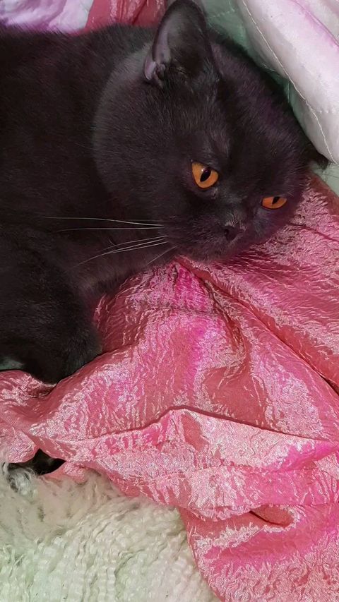 natali_talochka в LOOKY. #котики,#любимыекотики,#котия. Осень, суббота, кайф...