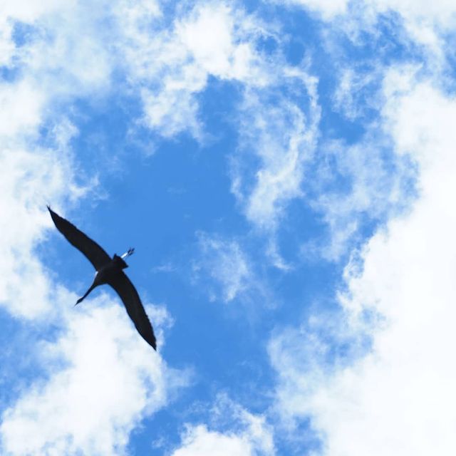 the.tail.wind в LOOKY. #nature#nturephotography#wild#wildlifephotography#tailwindphoto#sky#clouds#grus#grus_grus#природа#дикаяжизньфотографииприроды#небо#облка#журавль#журавльвнебе. #nature#nturephotogr...