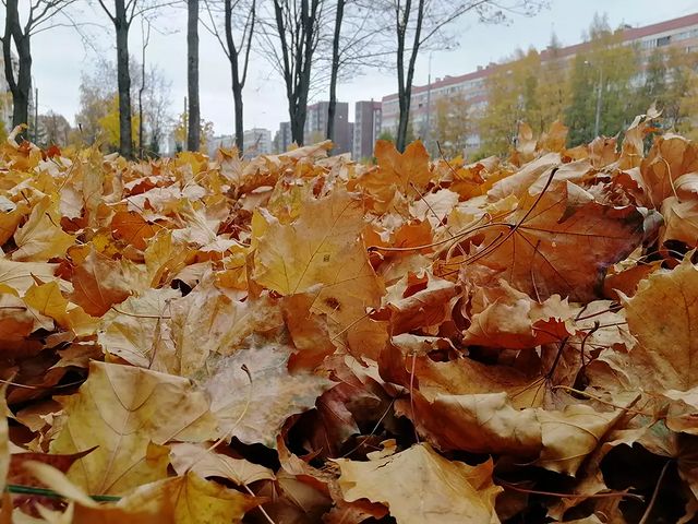 ycbl_ov4arki в LOOKY. #питер,#осень,#листья,#октябрь,#временагода,#листопад,#красиво,#золотаяосень,#золото. Осенняя пора, очей о...