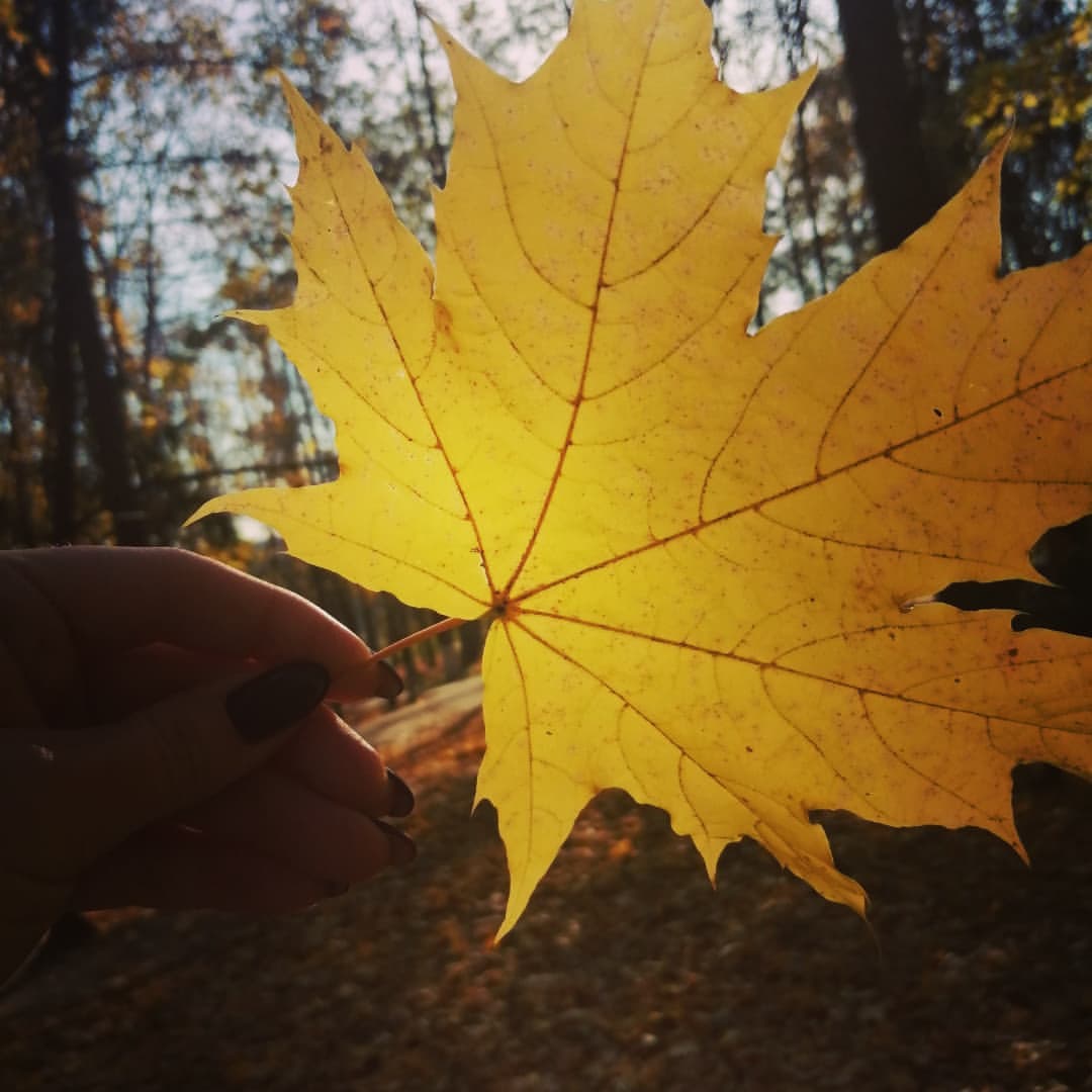 gal.in321 в LOOKY. #осень🍂,#простоосень🍁,#яркаяосень🍁🍂🍃. Осень - последняя, о...