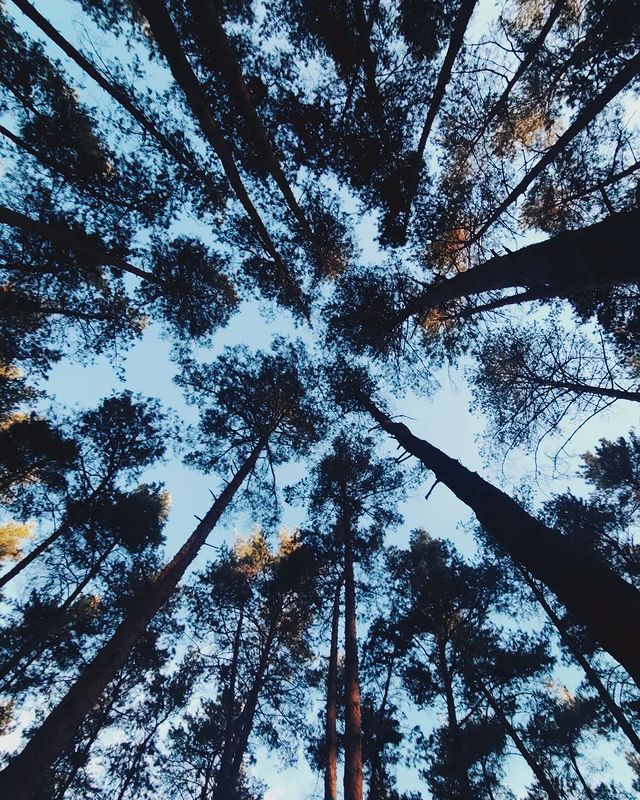 julia_shmaraeva в LOOKY. . Прогулка по лесочку ...