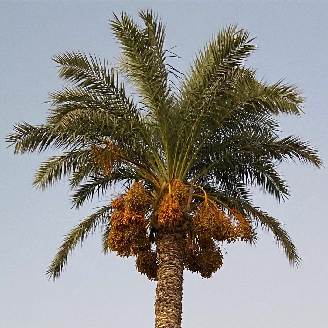 vugl78 в LOOKY — Пальма. Просто пальма. #cyprus🇨🇾 #кипр