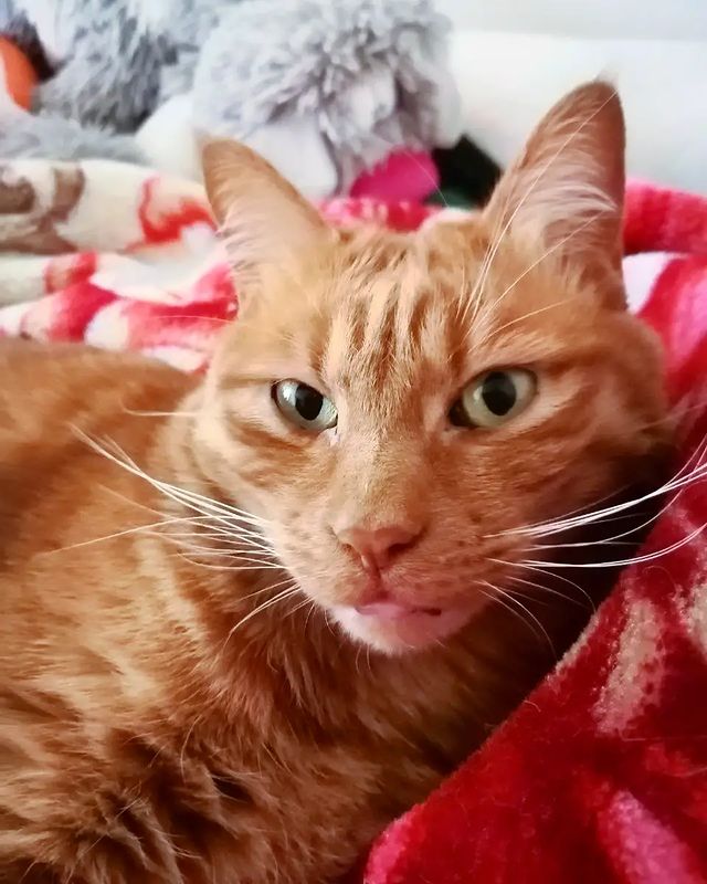 kotya_cat_khv в LOOKY. . Доброе осеннее утро,...