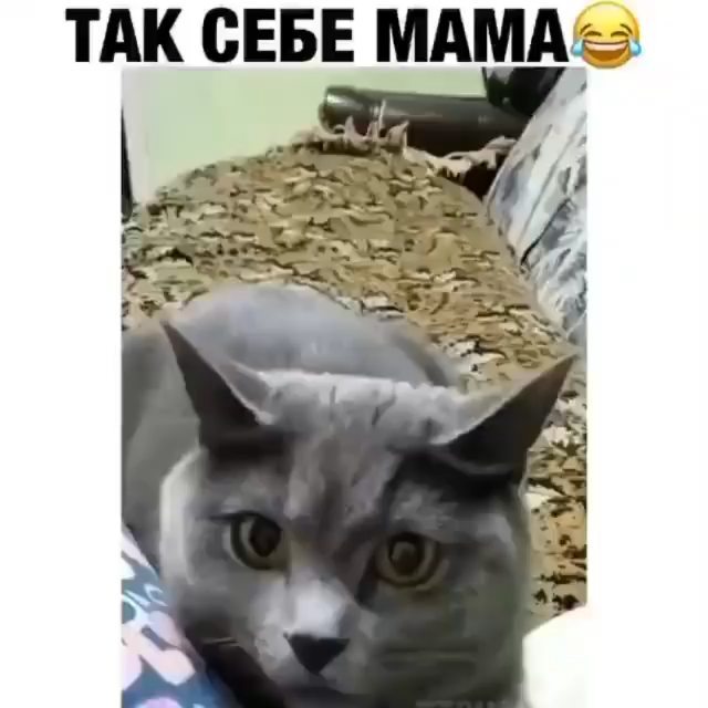 mali_isma__ в LOOKY. #следуйзамной,,#взаимнаяподписка,,#подпискавзаимно,#подписканаподписку,#подписка,#подпишисьвзаимно,#следуйтезамной,#подпишисьнаменя,#я,#подпискавзаимнаяподписка,#подписказаподписку,#подписка4подписка,#follow4follow,#followbackalways,#follow4followback,#follows,#pleasefollowme,#followme,#f4f,#follow4like,#животные,#приколы. #следуйзамной, #взаи...