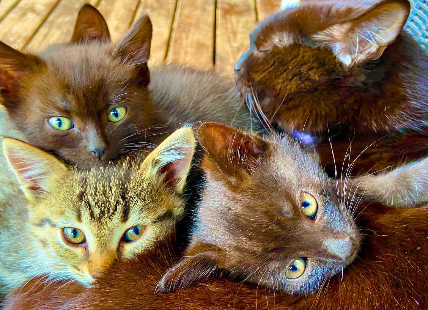 take.photos.str в LOOKY. #kittensasagift,#котятявподарок,#черныекотята. Кому не будь нужны к...