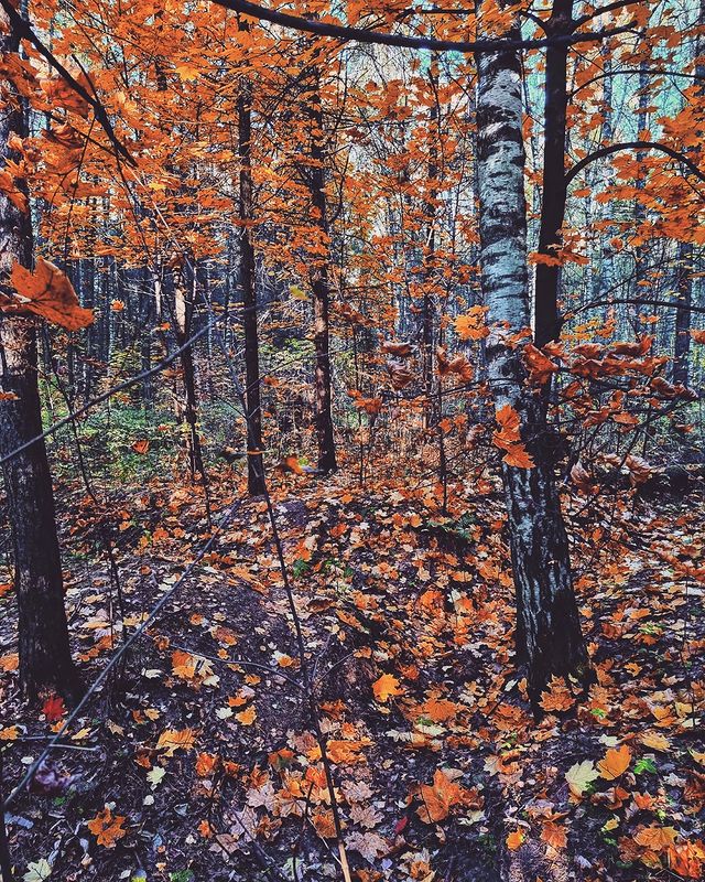 ilprudnikov в LOOKY. . null