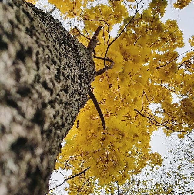 kasperovski09 в LOOKY. . 🍁🍁🍁