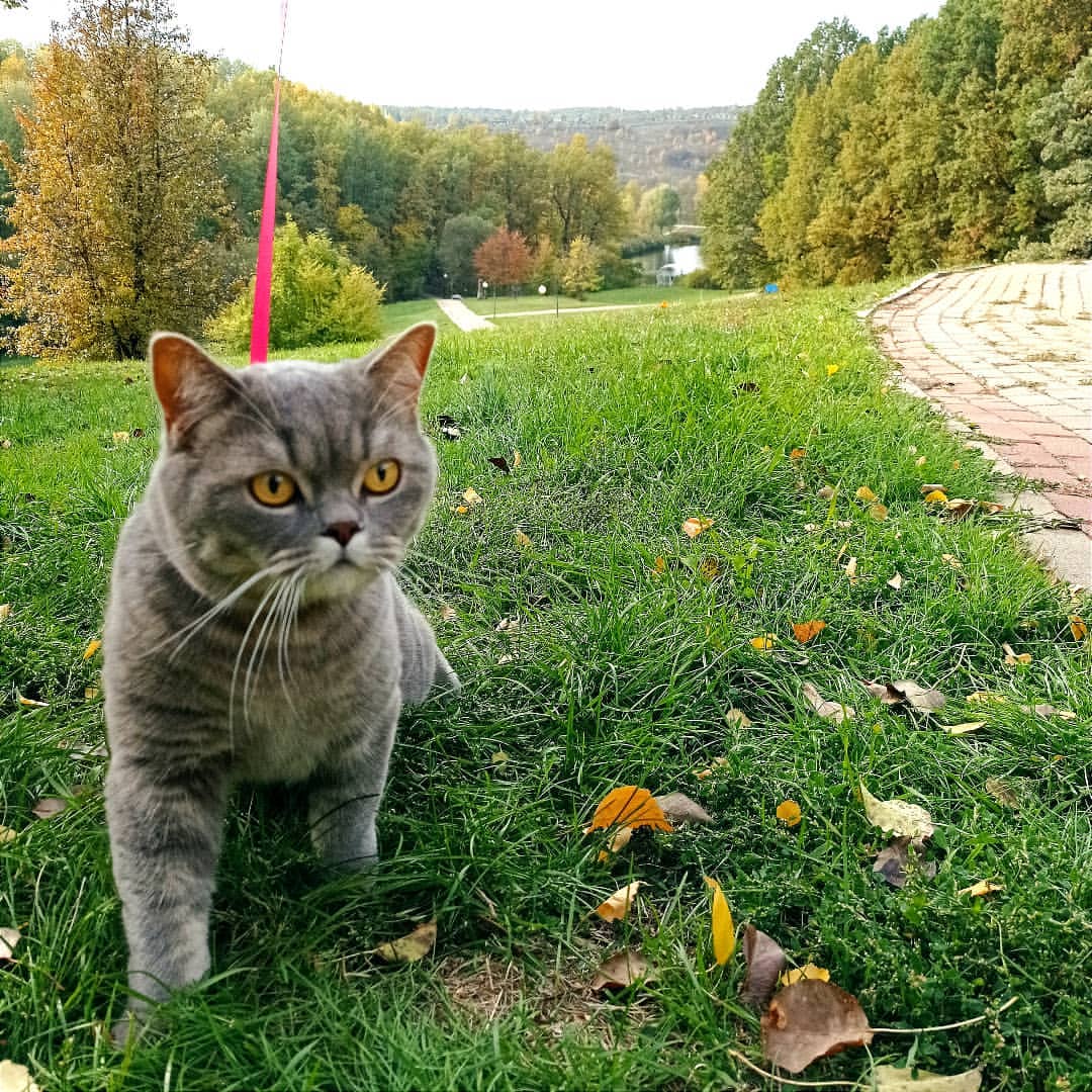 barsia_cat в LOOKY — Унылая пора! Очей очарованье!
Приятна мне твоя прощальная кр