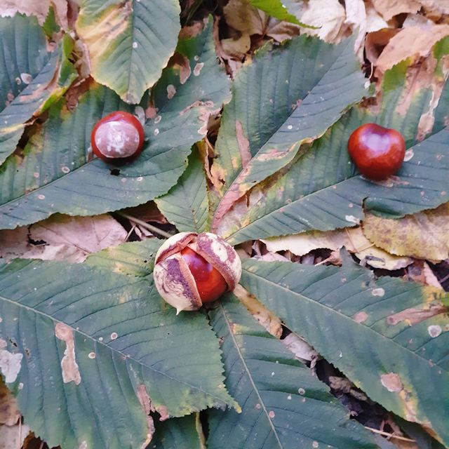 v_e_r_t_i_n_a в LOOKY. #каштан,#осень,#красотаподногами. Плод не схватишь сго...