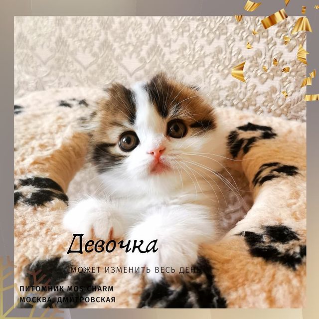 Вислоухие Шотландские котята в LOOKY. #moscharm. В питомнике свободна...