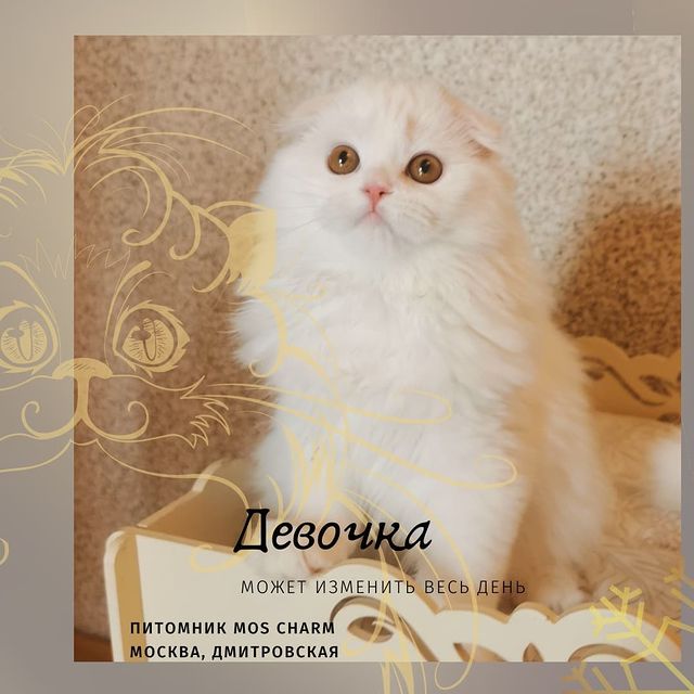 Вислоухие Шотландские котята в LOOKY. . Свободна белая девоч...