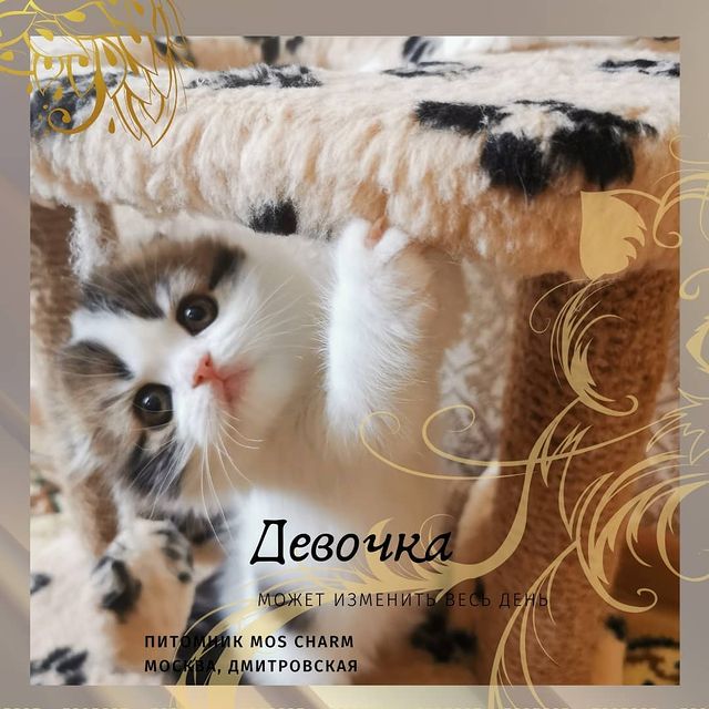 Вислоухие Шотландские котята в LOOKY. . Свободна девочка ❤️
...