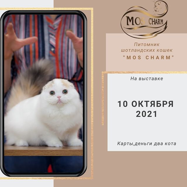 Вислоухие Шотландские котята в LOOKY. #moscharm. Наши котятки на выст...