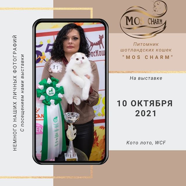 Вислоухие Шотландские котята в LOOKY. #moscharm. Участвуем в выставка...