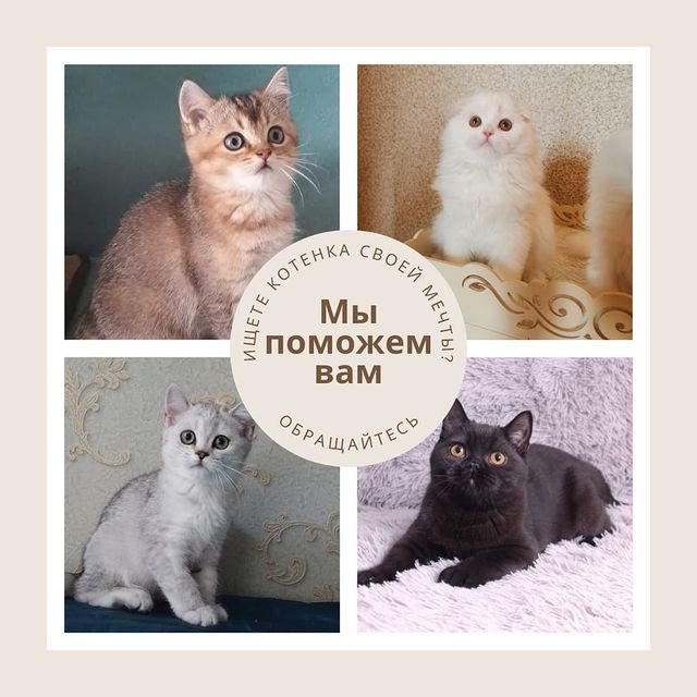 Вислоухие Шотландские котята в LOOKY. . 📝Подберем идеальног...