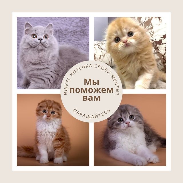 Вислоухие Шотландские котята в LOOKY. . Подберем вам котеноч...