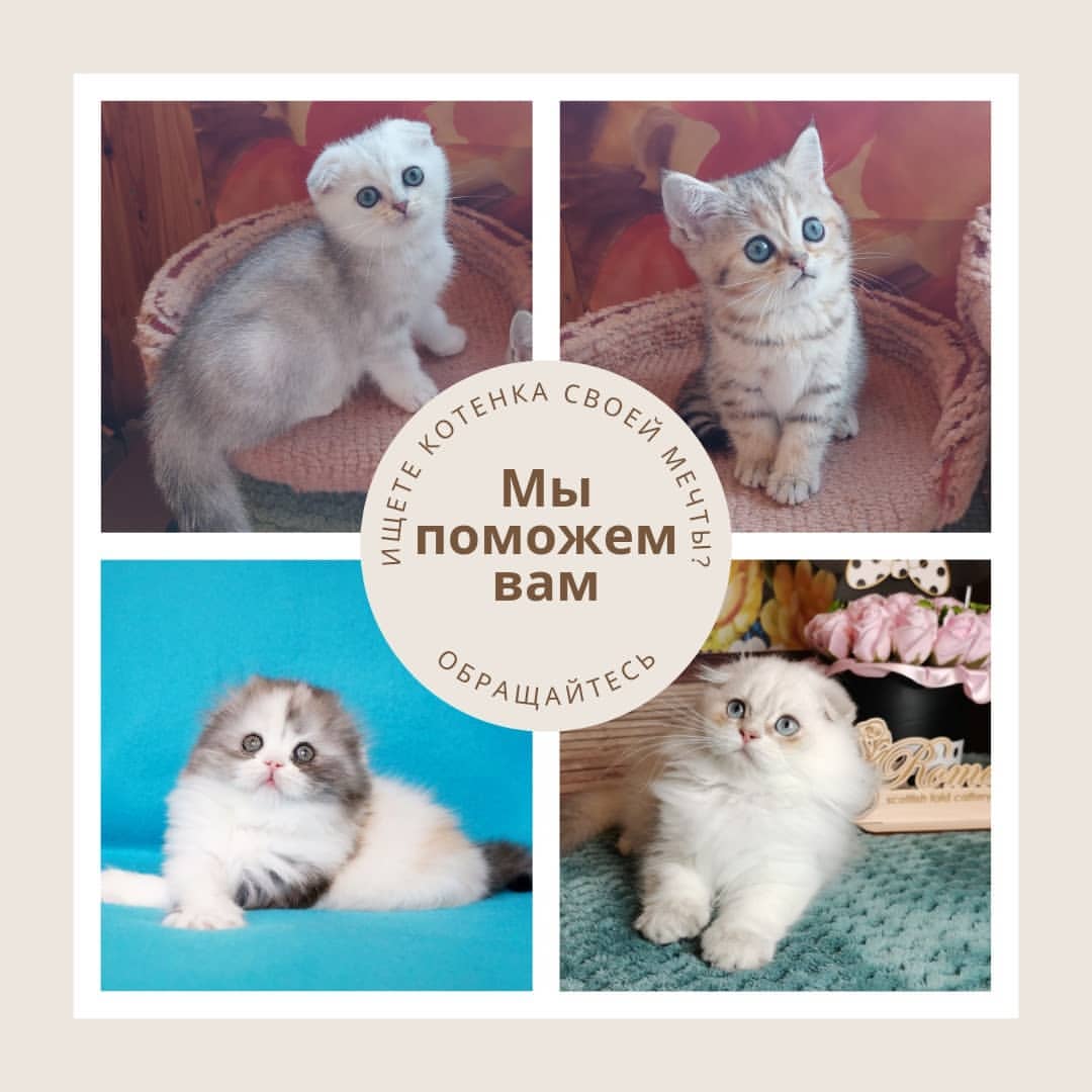 Вислоухие Шотландские котята в LOOKY — Если нужно подобрать котенка, вы можете обратиться за помощь