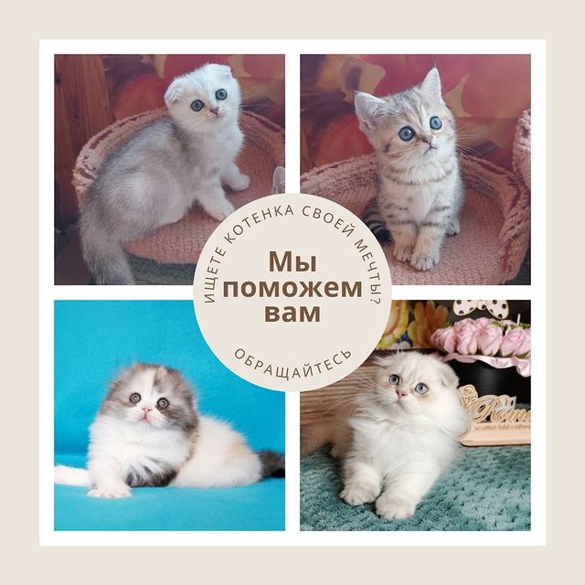 Вислоухие Шотландские котята в LOOKY. . Если нужно подобрать...
