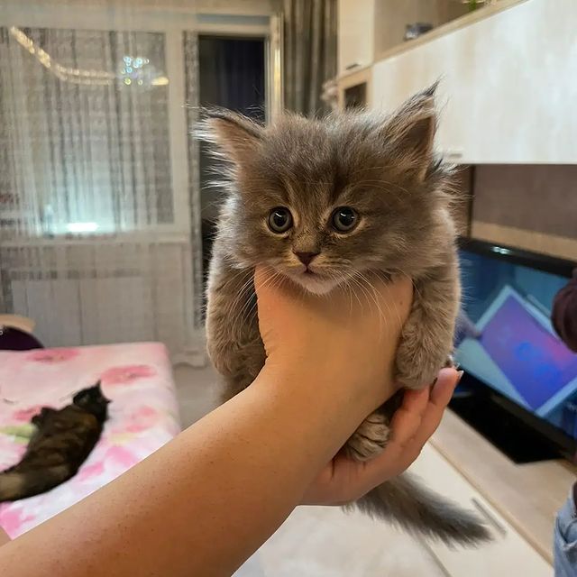 airis_keshvord в LOOKY. #шотландскиекотята,#продамкотенка,#продамкотятспб,#шотландскиекотятапродажа,#шотландские#котятанапродажу,#котятавдобрыеруки. Продаются очаровател...