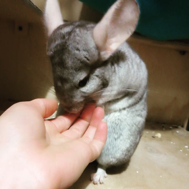 viktoriya_frolova99 в LOOKY. . Маленькая кайфуша