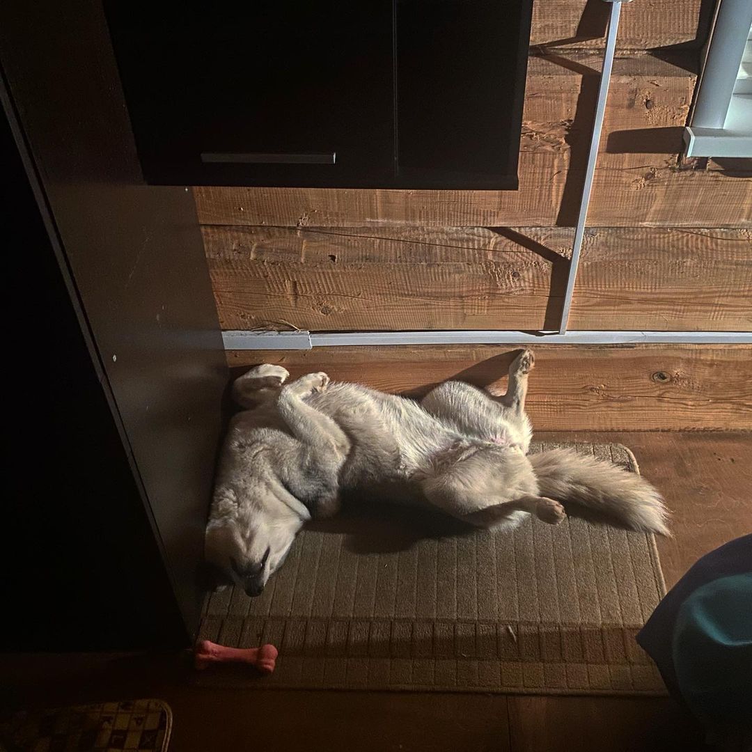 Расслабление 100% А человеки так умеют?) #relax #murr #ilovedogs