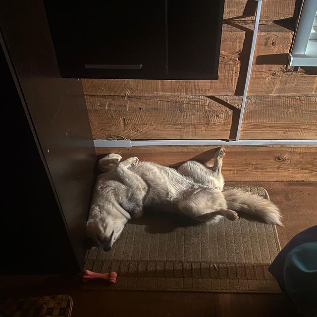 _lyubavina_ в LOOKY. #relax,#murr,#ilovedogs. Расслабление 100% А ...