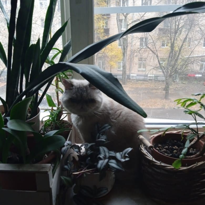 Села кошка на окошко