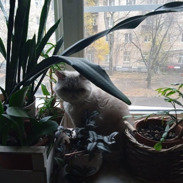 nio_66 в LOOKY. . Села кошка на окошко