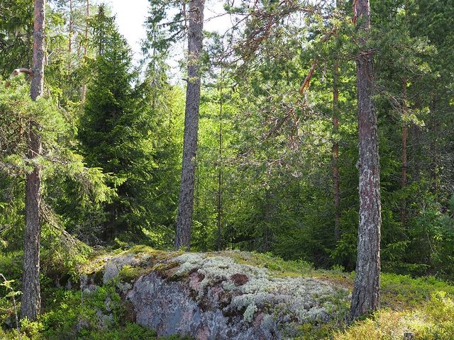 the.tail.wind в LOOKY. #nature#naturephoto#wild#wildlifephoto#forest#stones##tailwindphoto#природа#дикаяжизнь#фотоприроды#лес#камни#зовприроды. #nature#naturephoto#...