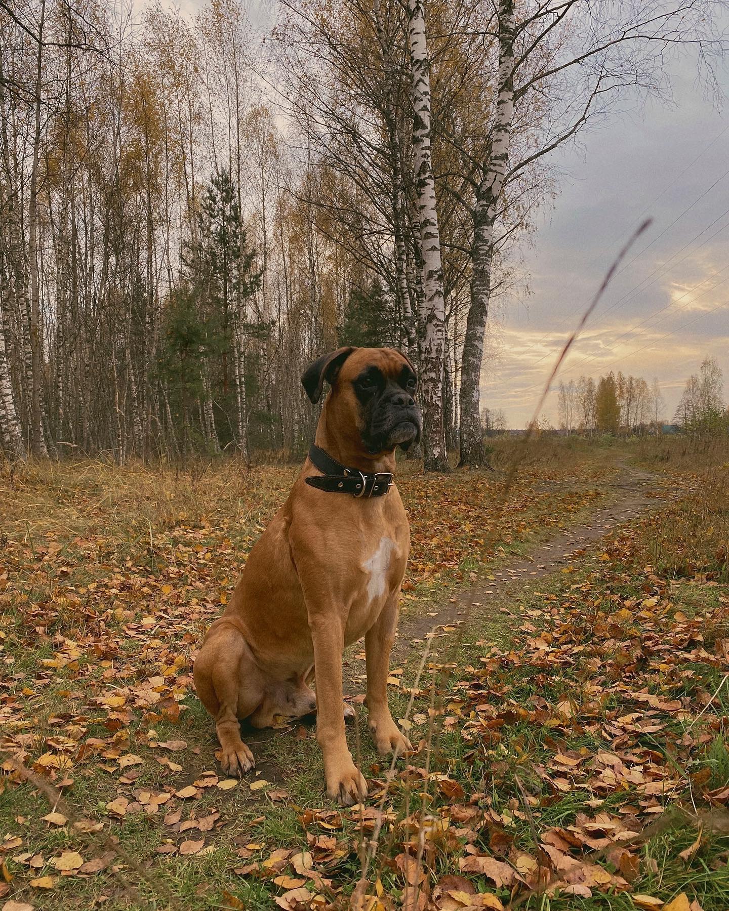 anna_ts_0704 in LOOKY. . Образцово-показатель...