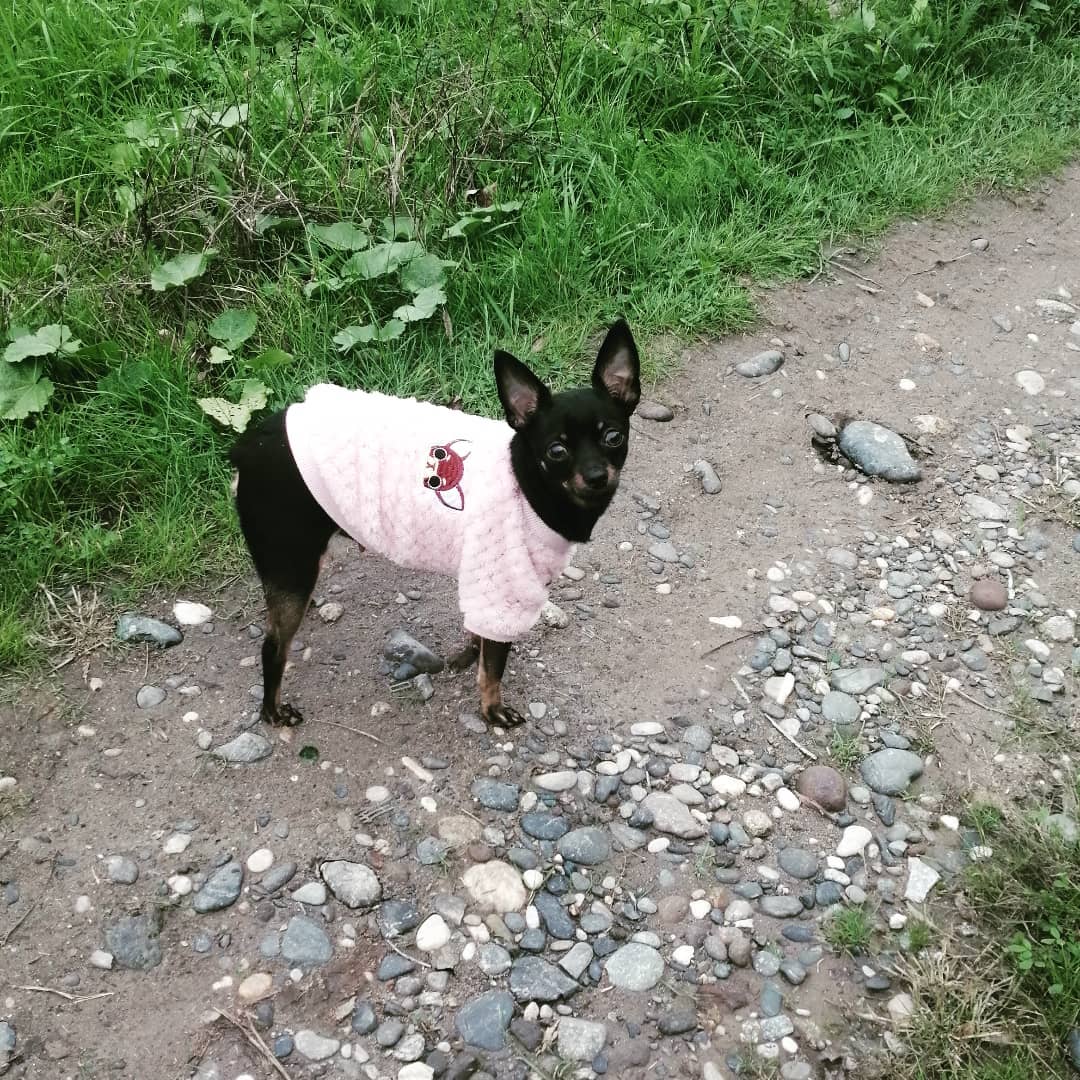 anna0809k в LOOKY. #dog#dogs,#doglovers,#puppies,#тойтерьер,#тойчики,#сьюзи#сьюзикью. #dog#dogs #doglovers...