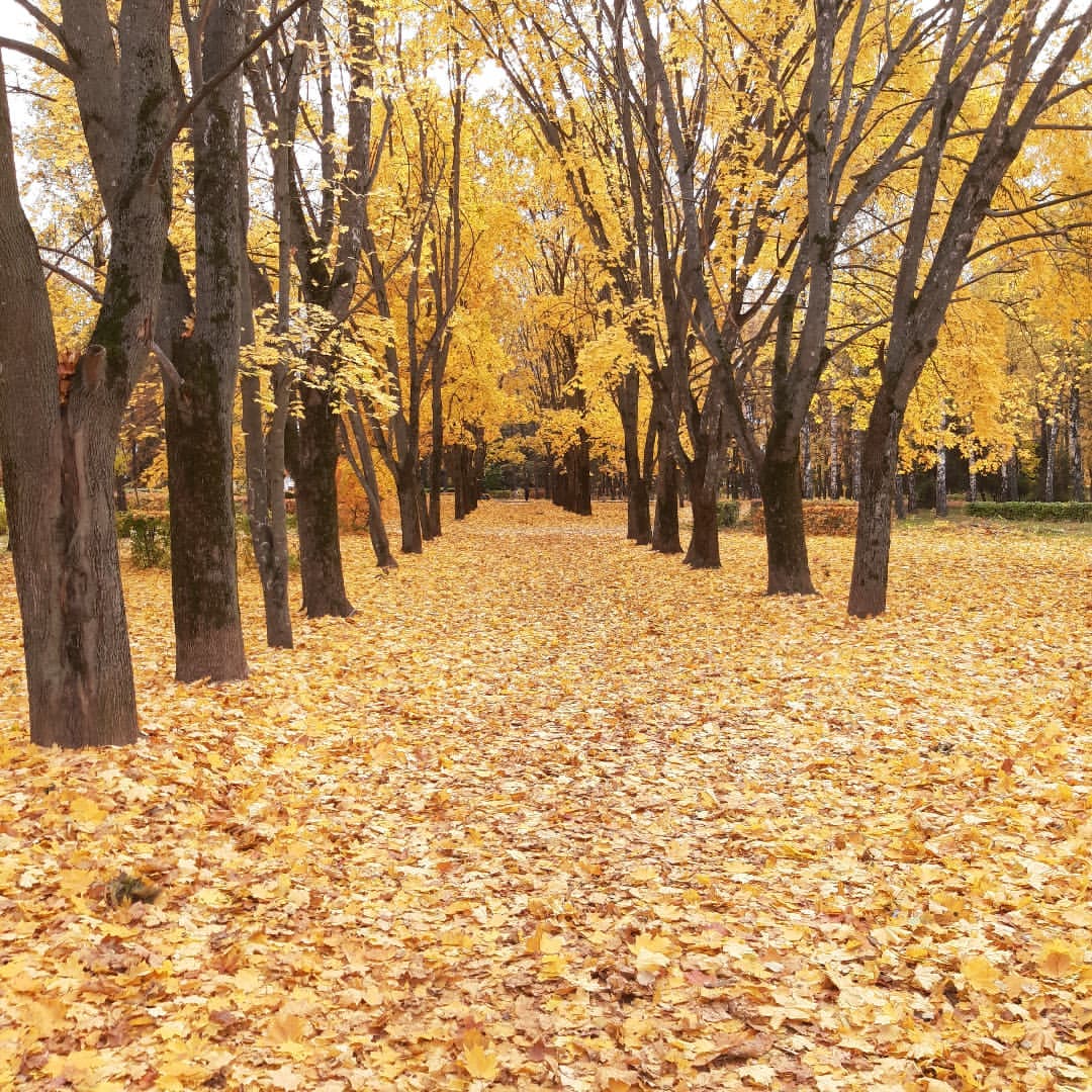 jettinvrn в LOOKY — Проход в осень #осень 🍂🍁