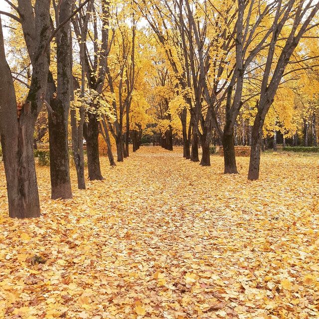 jettinvrn в LOOKY. #осень. Проход в осень #осен...