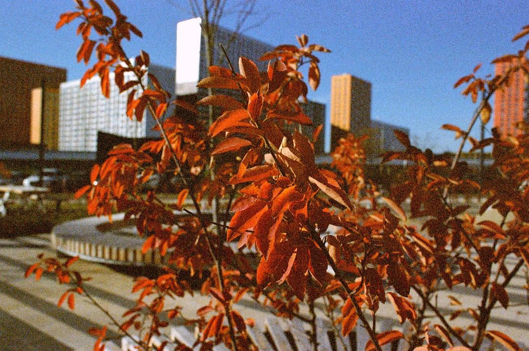 fiyorudo в LOOKY — #autumninthecity #filmphotography