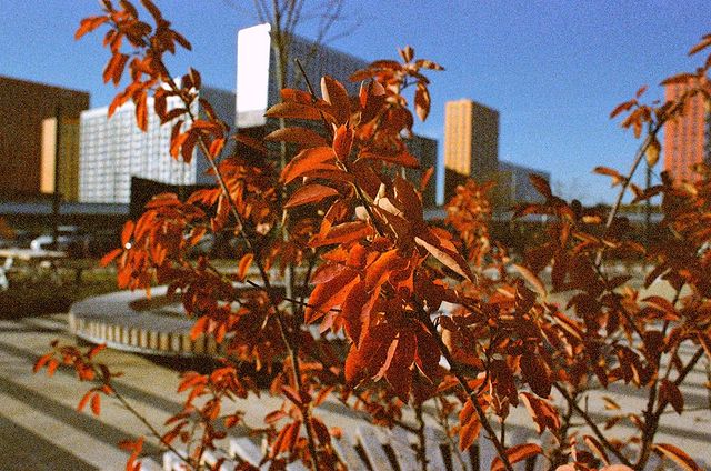 fiyorudo в LOOKY. #autumninthecity,#filmphotography. #autumninthecity #fi...