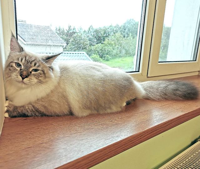 mycatgrooming в LOOKY. . Груминг и бритьё - н...