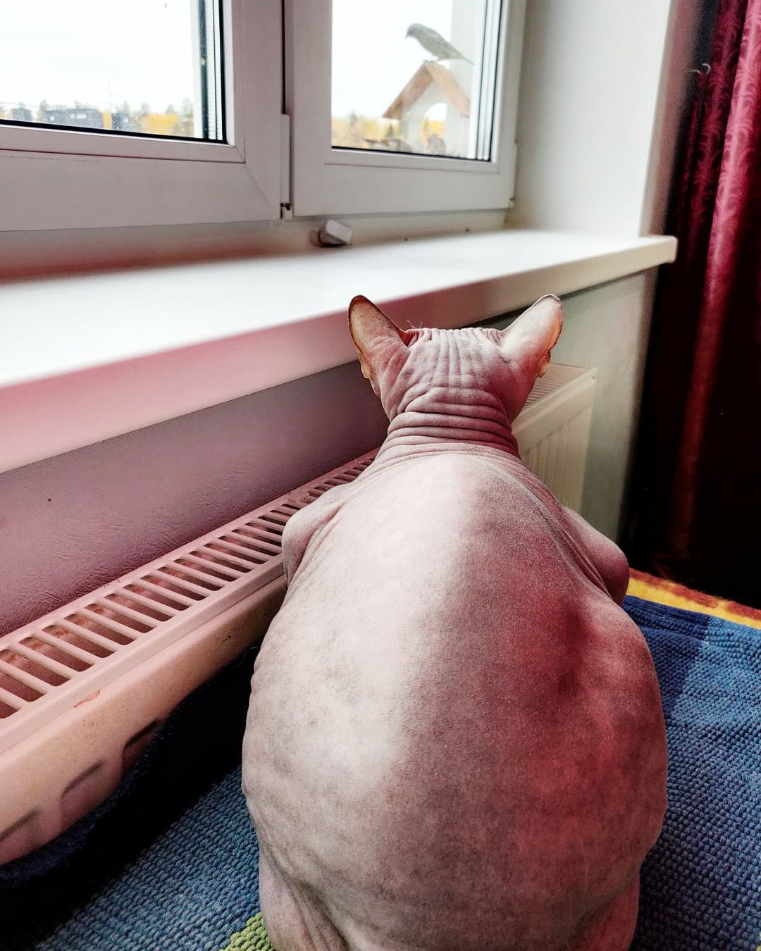 eva_sphynx_cat в LOOKY — фото 2