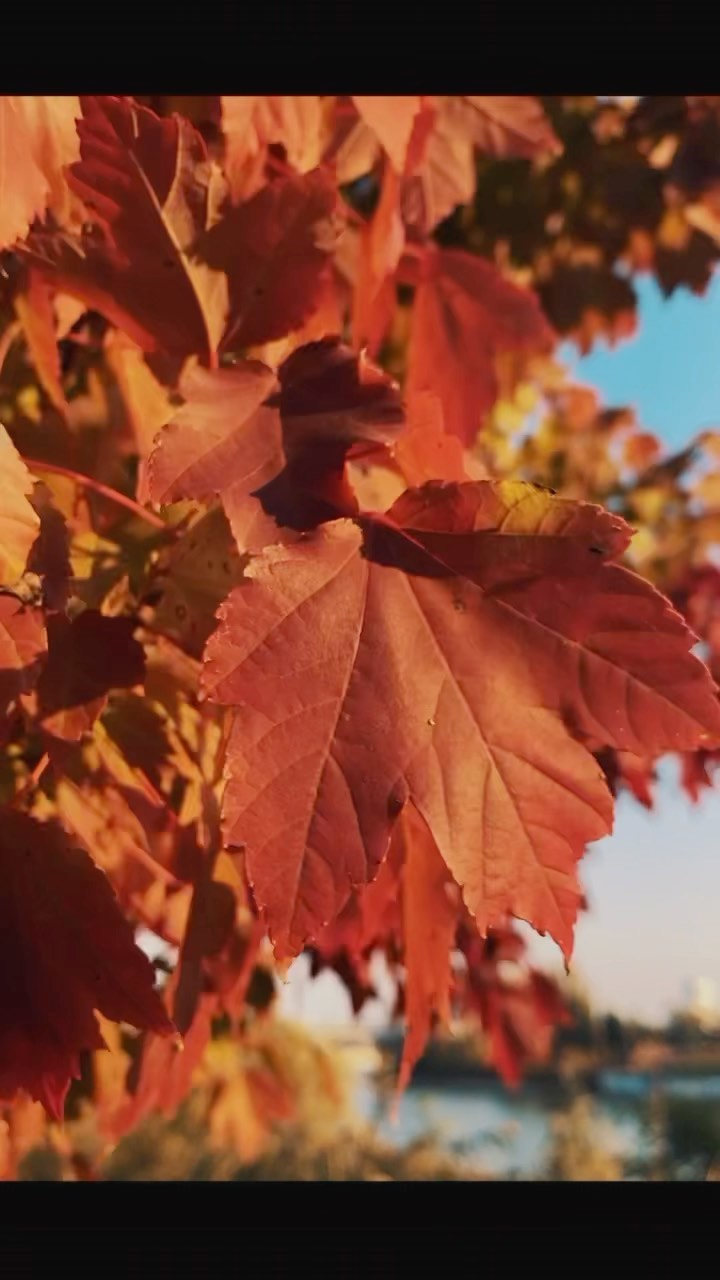 diana_gonharova в LOOKY. #autumn,#autumnstyle,#autumnvibes,#autumnoutfit. 𝑎𝑢𝑡𝑢𝑚𝑛 𝑚𝑜𝑜�...