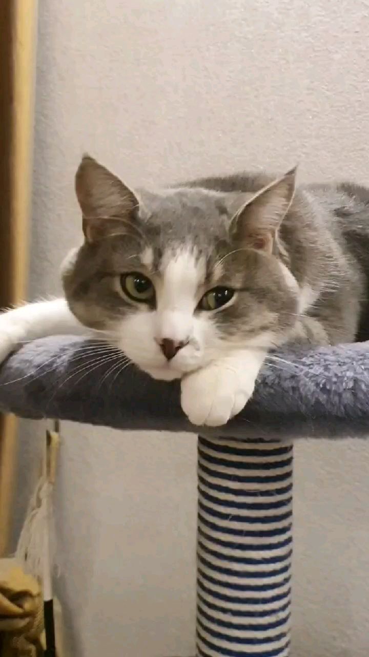 it.kotik в LOOKY. #коттихон,#мойкот,#кот,#kats. Жизнь кота #коттихон...