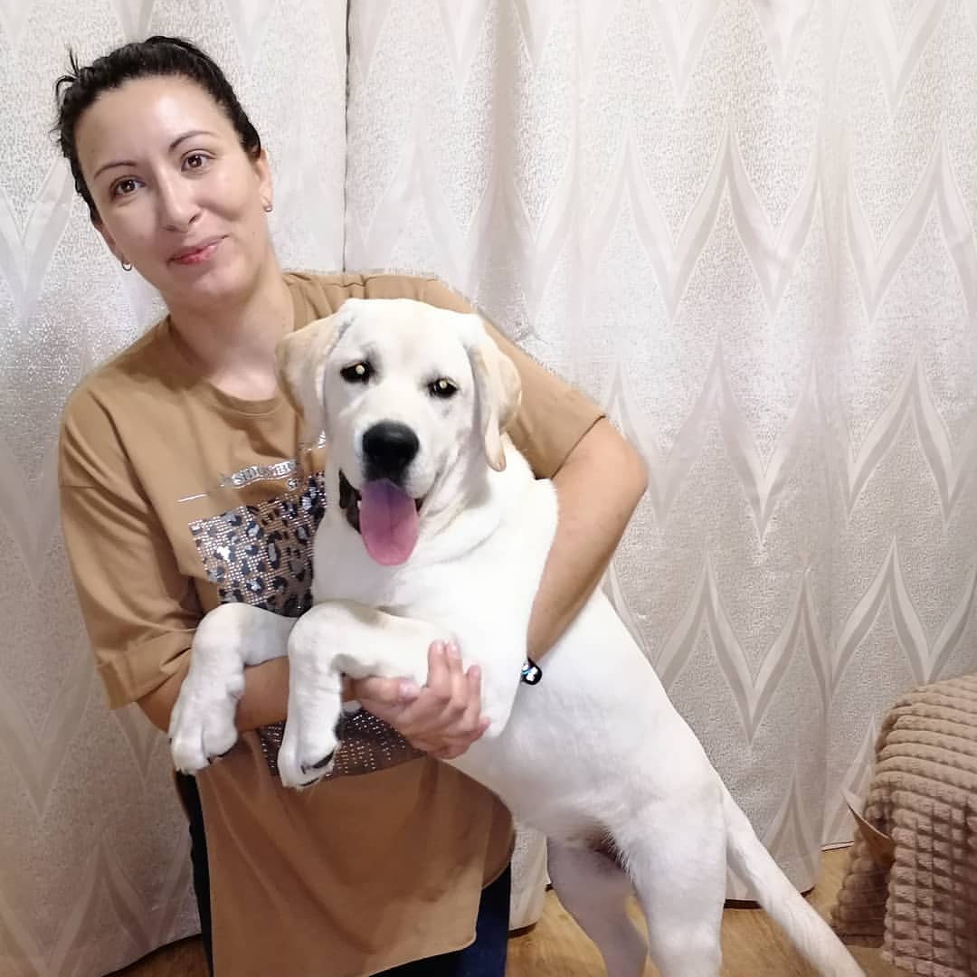 labrador_darlilabs в LOOKY — Трудности никогда нас не останавливали, наоборот, мотивирова