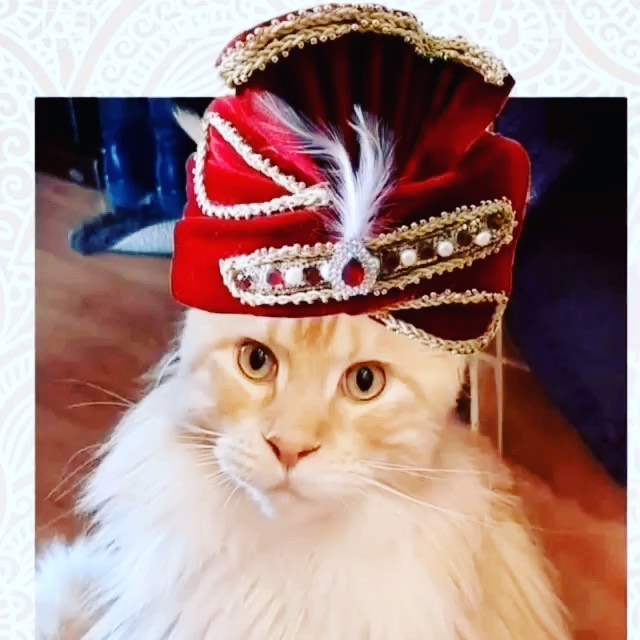dinn_xt в LOOKY. #mainecoon_banda,#maine_coon_banda,#mainecoon_banda_party,#mainecoon_banda_birthday_luchik. И я, и я, и я... поз...