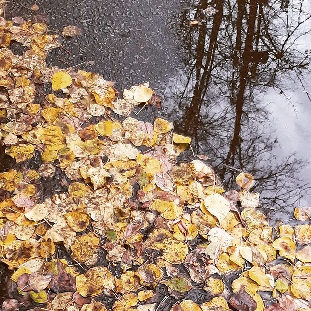 shinobi_koe в LOOKY. #золотаяосень,#autumn,#autumnlook,#october,#октябрь,#листья,#leaves,#road,#осень,#осеньвгороде,#осеньвгороде🍁🍁🍁,#autumninthetown,#autumninmoscow,#goldenautumn,#лужи,#puddles. Я очень люблю старую...
