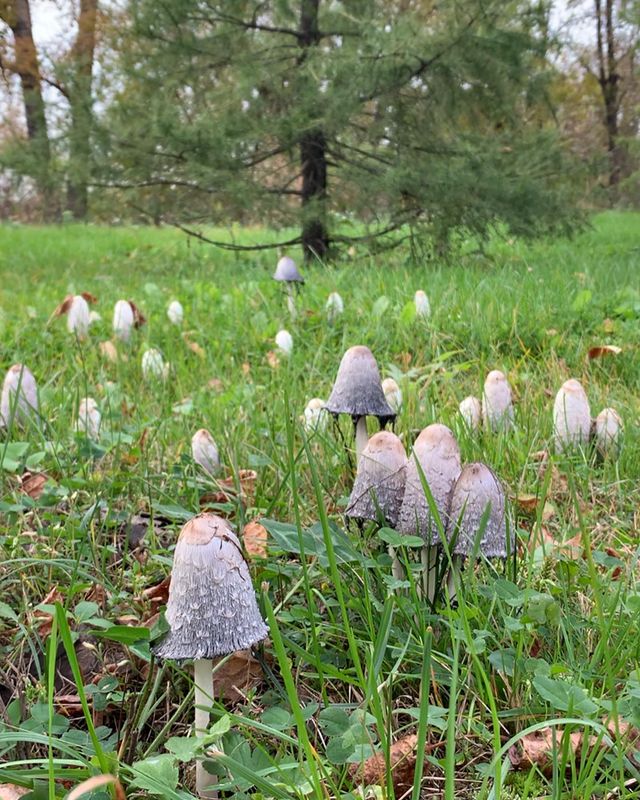 sophirome в LOOKY. #чёрныесопли,#грибнавозник,#чернильныйгриб,#coprinuscomatus. целое поле Грибов На...